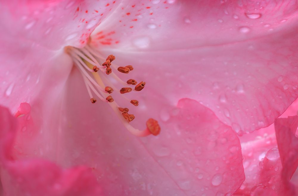 USA, Washington State, Seabeck. Pink rhododendron flower close-up. art print by Jaynes Gallery for $57.95 CAD