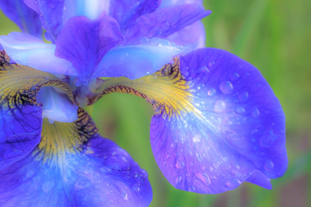 USA, Washington State, Seabeck. Blue iris blossom with raindrops. art print by Jaynes Gallery for $57.95 CAD