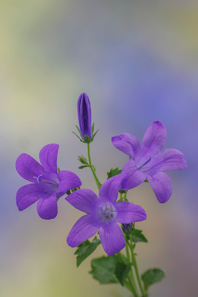 USA, Washington State, Seabeck. Adria bellflower close-up. art print by Jaynes Gallery for $57.95 CAD