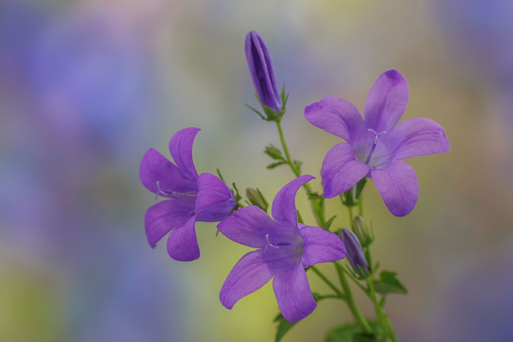 USA, Washington State, Seabeck. Adria bellflower close-up. art print by Jaynes Gallery for $57.95 CAD