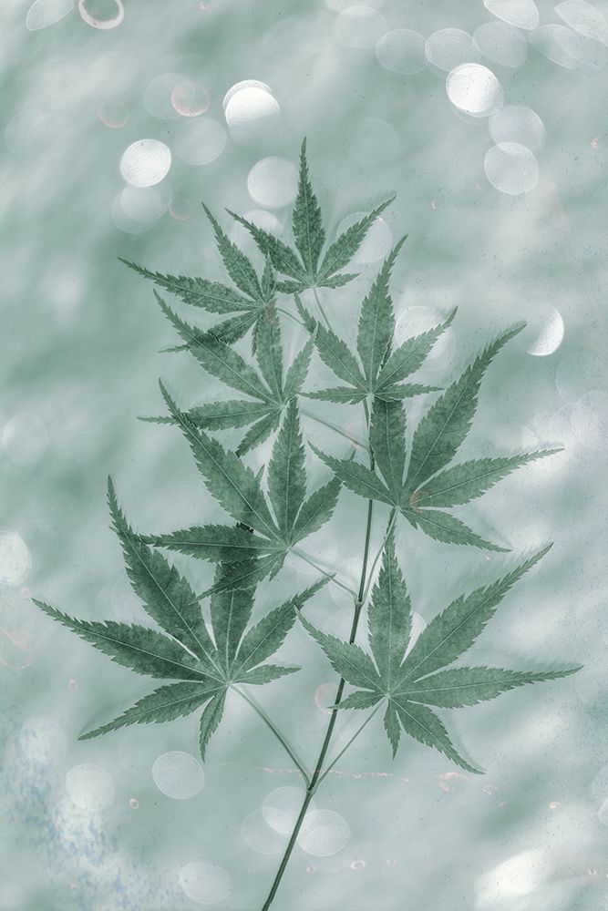USA, Washington State, Seabeck. Japanese maple tree branch. art print by Jaynes Gallery for $57.95 CAD