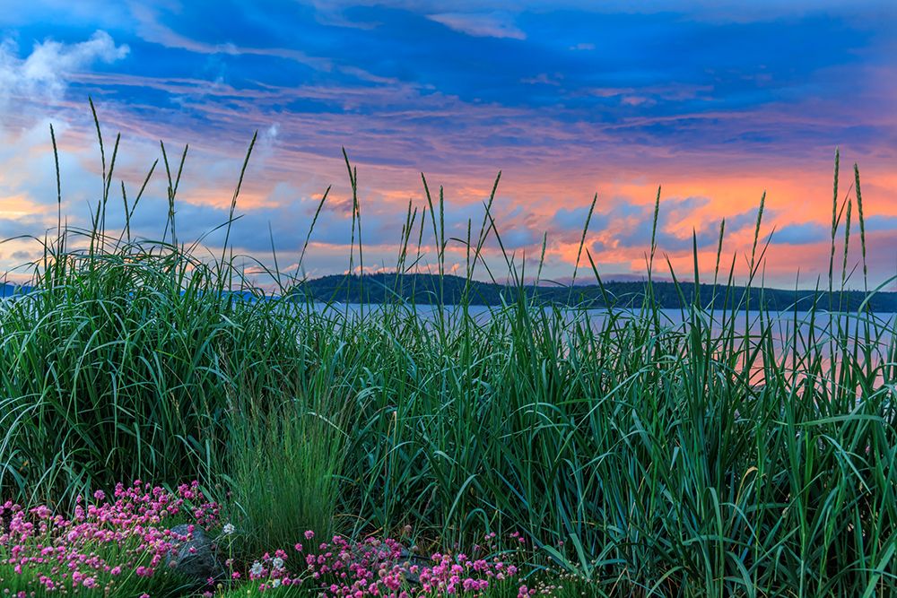 USA, Washington State, Seabeck. Sea grass and sea thrift flowers at sunset on Hood Canal. art print by Jaynes Gallery for $57.95 CAD