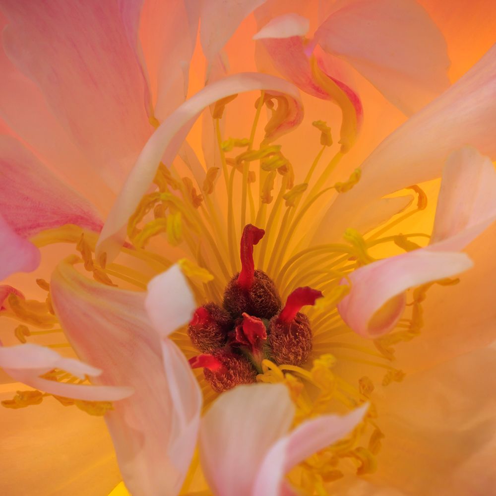 USA, Washington State, Seabeck. Peony flower close-up. art print by Jaynes Gallery for $57.95 CAD