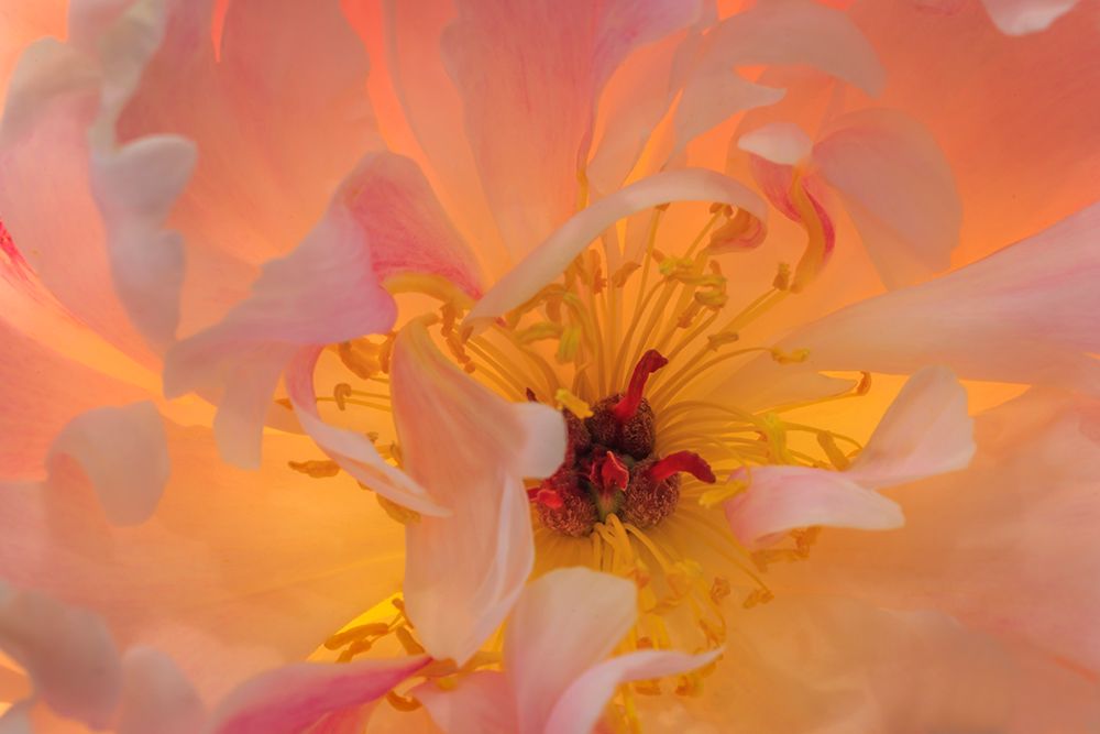USA, Washington State, Seabeck. Peony flower close-up. art print by Jaynes Gallery for $57.95 CAD