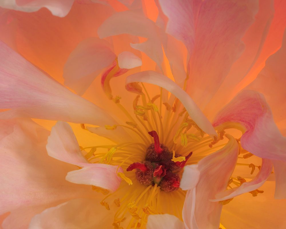 USA, Washington State, Seabeck. Peony flower close-up. art print by Jaynes Gallery for $57.95 CAD