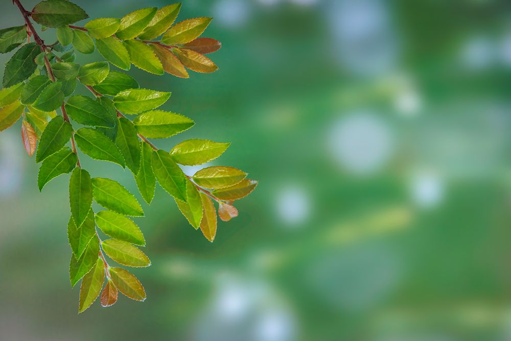 USA, Washington State, Seabeck. Evergreen huckleberry branch in spring. art print by Jaynes Gallery for $57.95 CAD