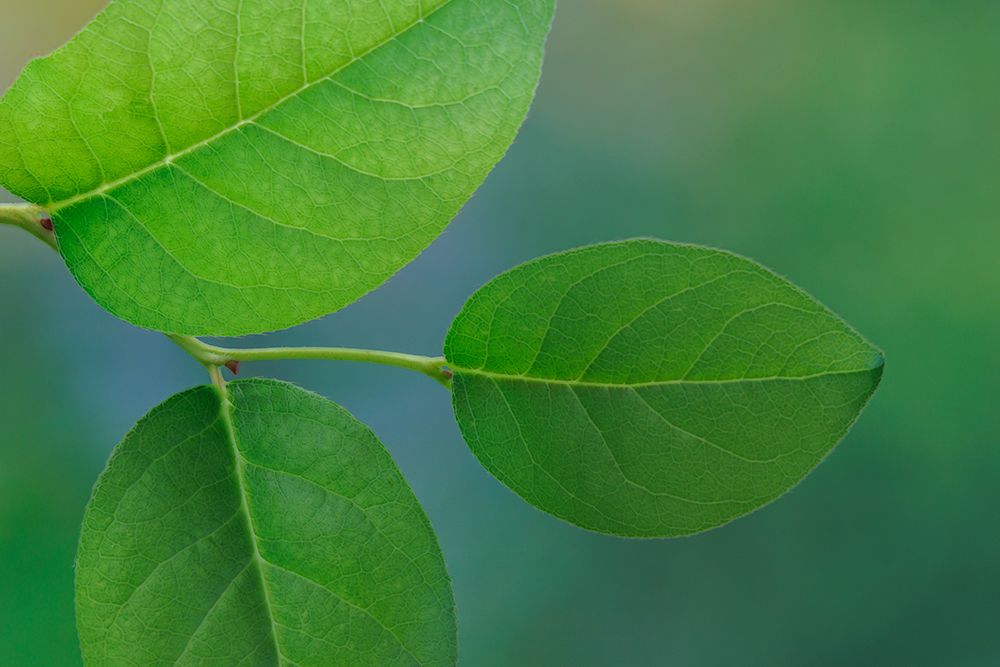 USA, Washington State, Seabeck. Close-up of salal leaves. art print by Jaynes Gallery for $57.95 CAD
