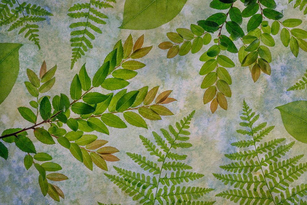 USA, Washington State, Seabeck. Montage of variety of leaves. art print by Jaynes Gallery for $57.95 CAD