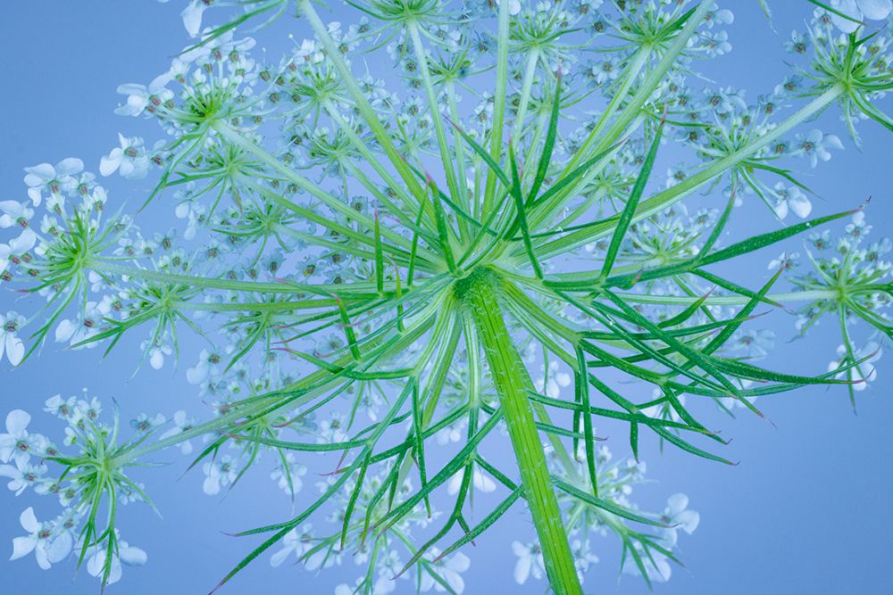 USA, Washington State, Seabeck. Underside of bishops weed plant and flowers. art print by Jaynes Gallery for $57.95 CAD