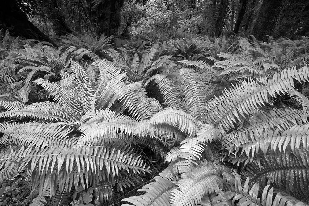 Usa-Washington State Giant ferns carpet the ground in the Hoh Rainforest-Olympic National Park art print by Betty Sederquist for $57.95 CAD