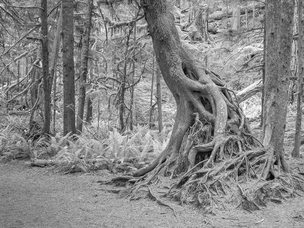 Usa-Washington State-Olympic National Park art print by Betty Sederquist for $57.95 CAD