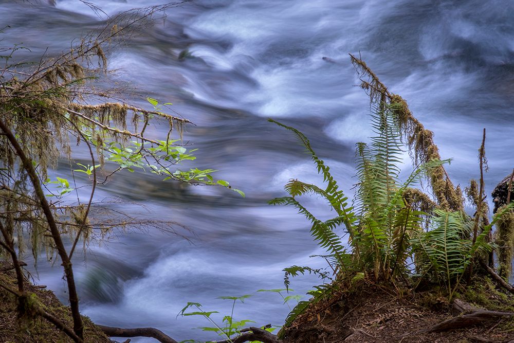 USA-Washington State-Fern art print by Betty Sederquist for $57.95 CAD