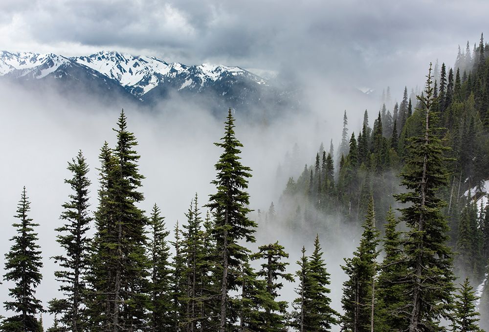 USA-Washington State-Olympic National Park art print by Betty Sederquist for $57.95 CAD