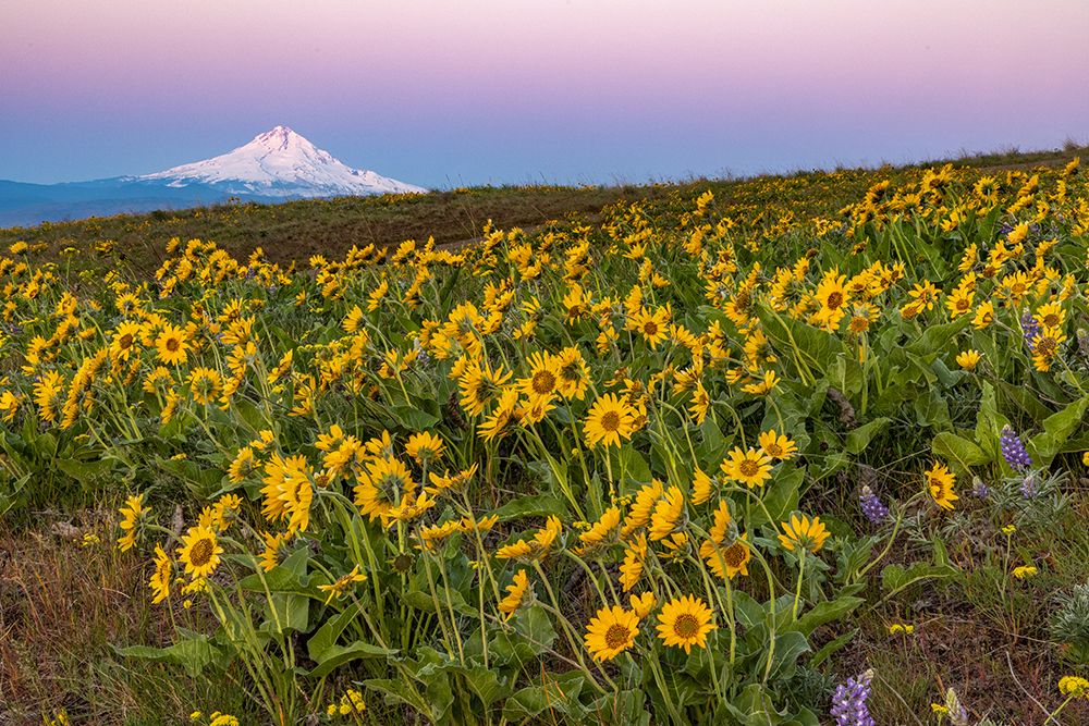 Spring wildflowers in full bloom on Dalles Mountain in Columbia Hills State Park near Lyle-Washingt art print by Chuck Haney for $57.95 CAD