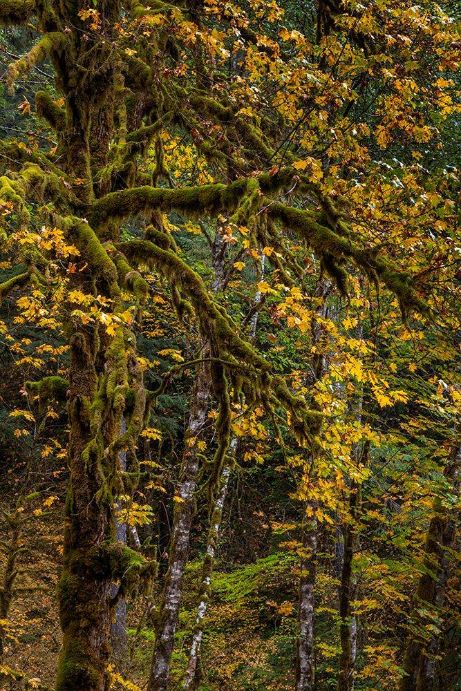 Big tooth maples and mossy trees in autumn in the Gifford Pinchot National Forest, Washington State art print by Chuck Haney for $57.95 CAD