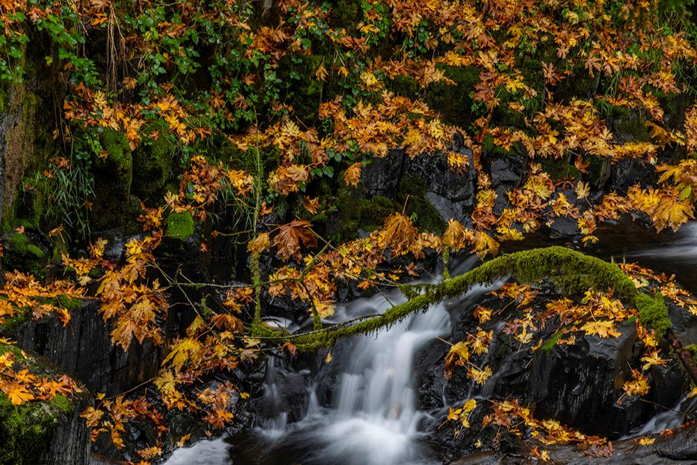Fallen autumn leaves along Cedar Creek in Woodland, Washington State, USA art print by Chuck Haney for $57.95 CAD