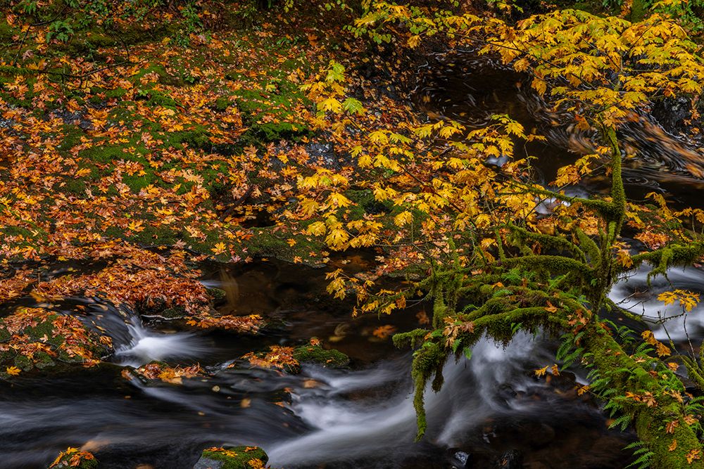 Fallen autumn leaves along Cedar Creek in Woodland, Washington State, USA art print by Chuck Haney for $57.95 CAD