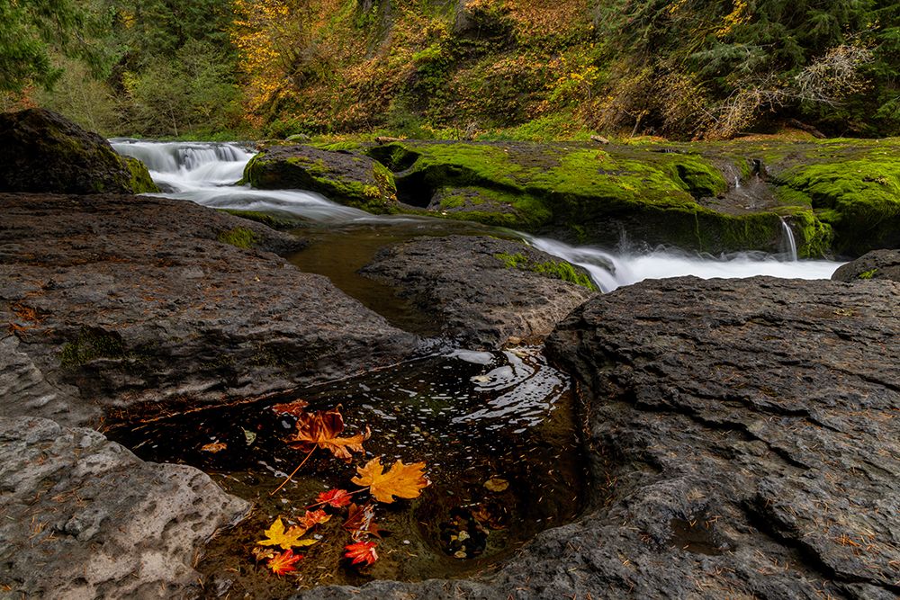 Lower Lewis River Falls in autumn in the Gifford Pinchot National Forest, Washington State, USA art print by Chuck Haney for $57.95 CAD