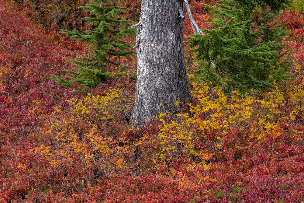 Huckleberry bushes and mountain ash in autumn hues in Mount Rainier National Park, Washington State art print by Chuck Haney for $57.95 CAD