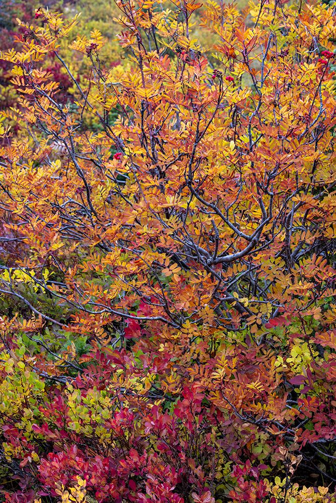 Huckleberry bushes and mountain ash in autumn hues in Mount Rainier National Park, Washington State art print by Chuck Haney for $57.95 CAD