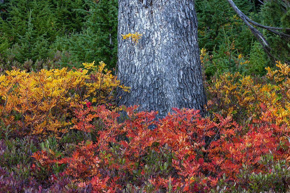 Huckleberry and mountain ash in autumn under douglas fir in Mount Rainier NP-Washington State-USA art print by Chuck Haney for $57.95 CAD