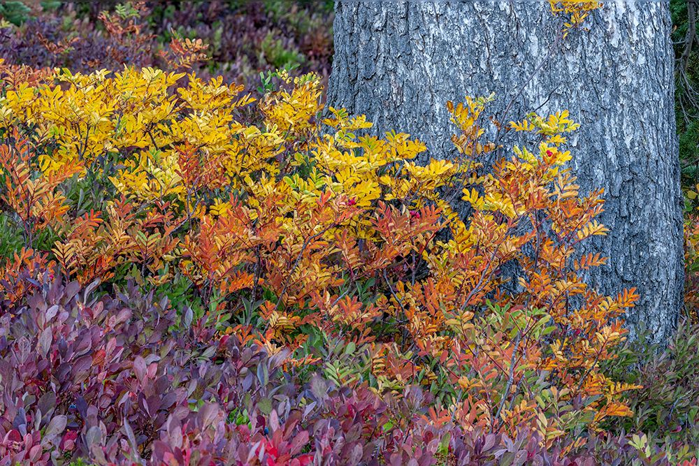 Huckleberry and mountain ash in autumn under douglas fir in Mount Rainier NP-Washington State-USA art print by Chuck Haney for $57.95 CAD