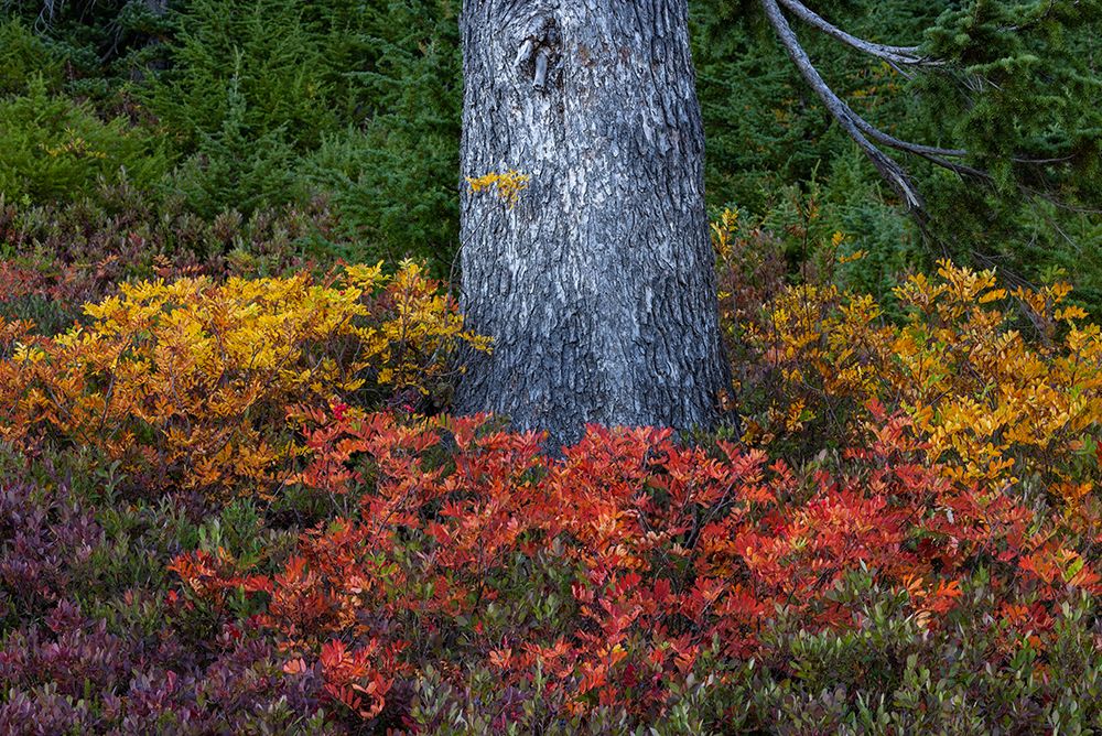 Huckleberry and mountain ash in autumn under douglas fir in Mount Rainier NP-Washington State-USA art print by Chuck Haney for $57.95 CAD