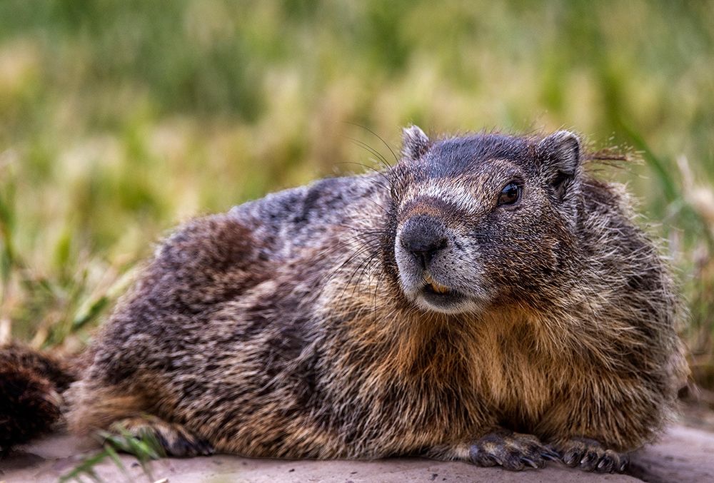 Marmot at Palouse Falls State Park in Washington State-USA art print by Chuck Haney for $57.95 CAD