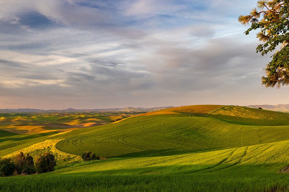 Rolling hills of wheat from Steptoe Butte near Colfax-Washington State-USA art print by Chuck Haney for $57.95 CAD