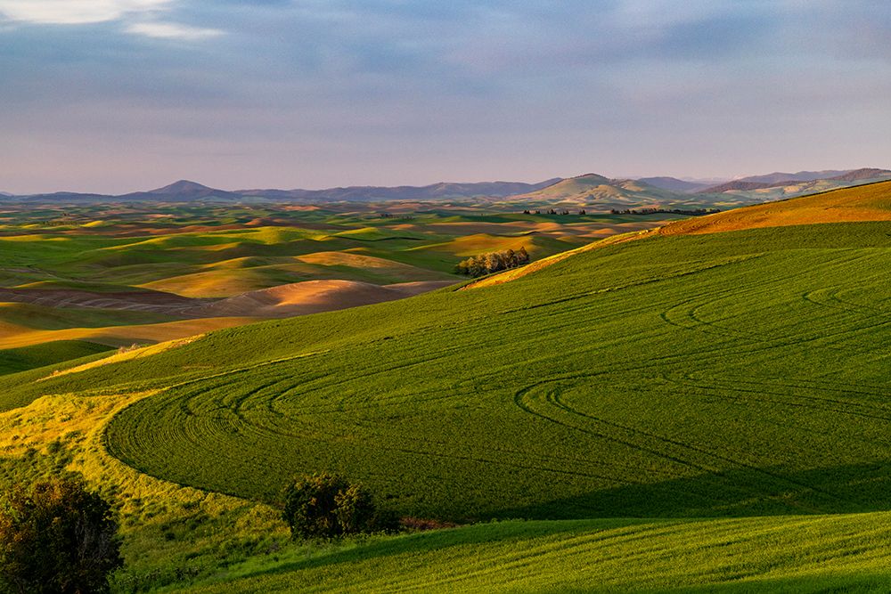 Rolling hills of wheat from Steptoe Butte near Colfax-Washington State-USA art print by Chuck Haney for $57.95 CAD