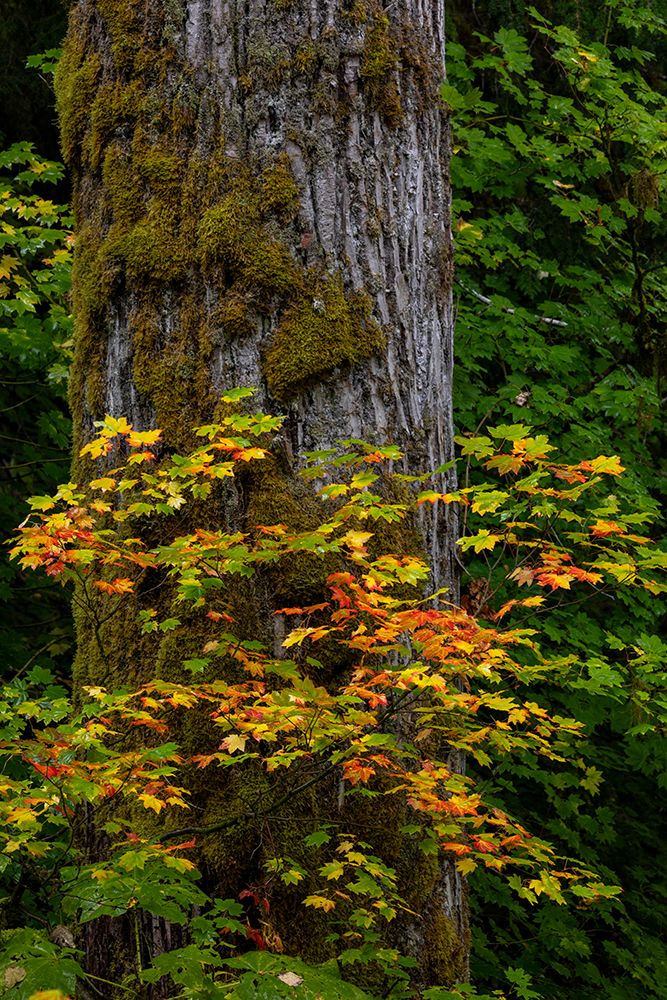 Rocky Mountain maples in autumn forest in Mount Rainier National Park, Washington State, USA art print by Chuck Haney for $57.95 CAD