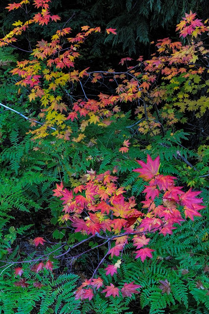 Autumn Rocky Mountain Maples and Ferns in Mount Rainier National Park, Washington State, USA art print by Chuck Haney for $57.95 CAD