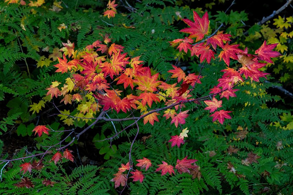 Autumn Rocky Mountain Maples and Ferns in Mount Rainier National Park, Washington State, USA art print by Chuck Haney for $57.95 CAD