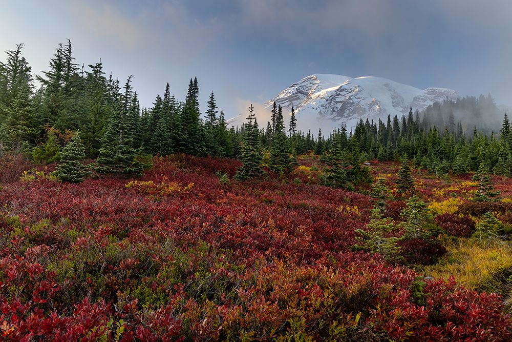 Autumn huckleberry bushes and Mount Rainier n Mount Rainier National Park, Washington State, USA art print by Chuck Haney for $57.95 CAD