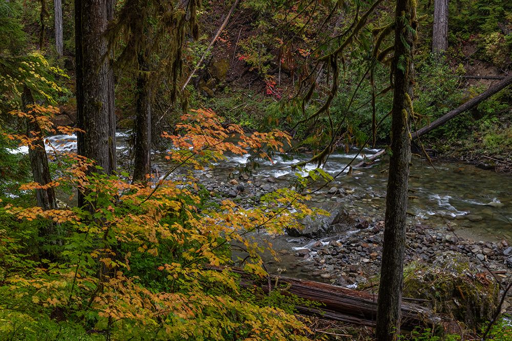 Autumn color along the Ohanapecosh River in Mount Rainier National Park, Washington State, USA art print by Chuck Haney for $57.95 CAD