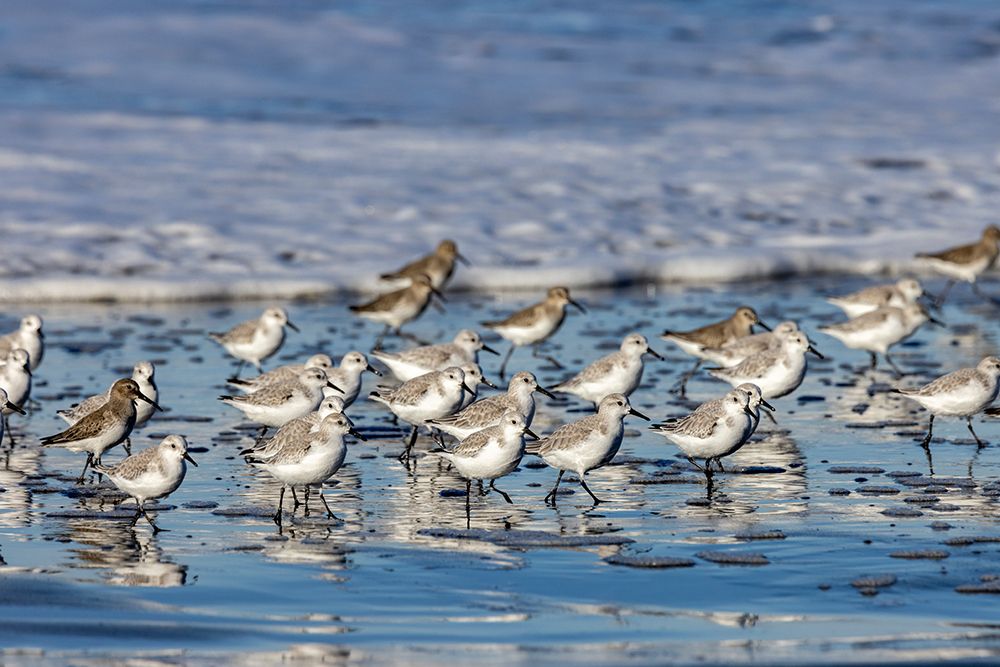 Sanderlings in the Pacific Ocean surf at Cape Disappointment State Park in Washington State, USA art print by Chuck Haney for $57.95 CAD