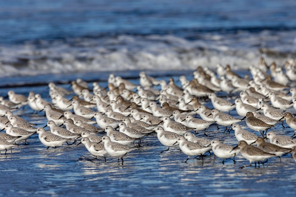 Sanderlings in the Pacific Ocean surf at Cape Disappointment State Park in Washington State, USA art print by Chuck Haney for $57.95 CAD