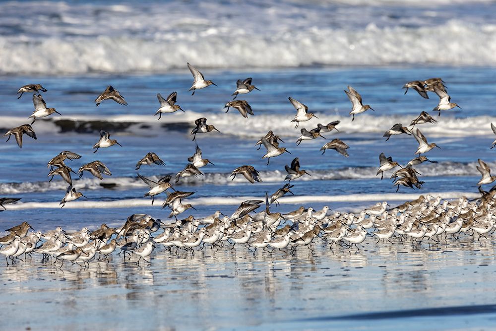Sanderlings take flight along the Pacific Ocean surf at Cape Disappointment, Washington State, USA art print by Chuck Haney for $57.95 CAD