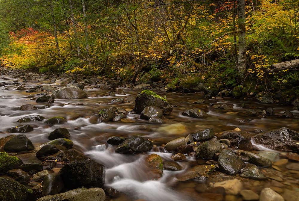 Autumn color along Skate Creek in the Gifford Pinchot National Forest, Washington State, USA art print by Chuck Haney for $57.95 CAD