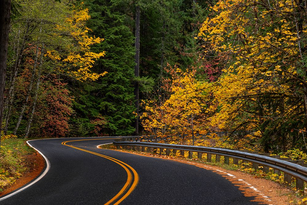 Autumn color along the Wind River Road in the Gifford Pinchot National Forest, Washington State. art print by Chuck Haney for $57.95 CAD