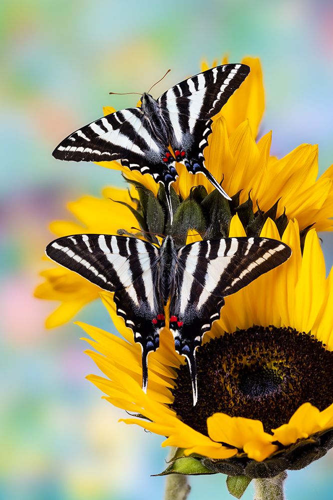 USA- Washington State- Sammamish. Zebra swallowtail butterfly on sunflower art print by Darrell Gulin for $57.95 CAD