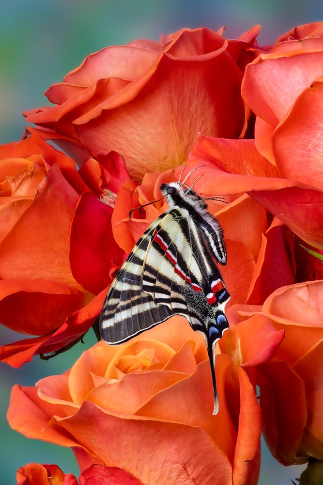 USA- Washington State- Sammamish. Zebra swallowtail butterfly on orange roses art print by Darrell Gulin for $57.95 CAD