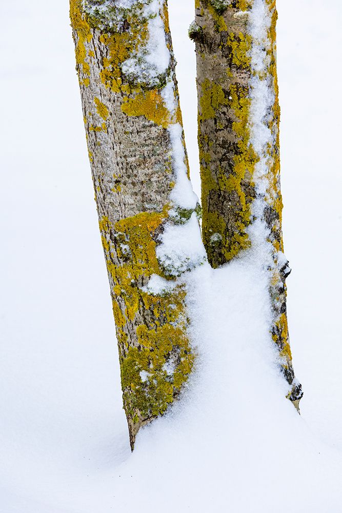 USA- Washington State. Bellevue fresh snow on Birch tree trunks art print by Darrell Gulin for $57.95 CAD