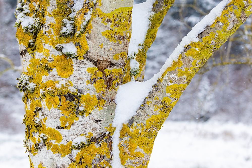 USA- Washington State. Bellevue fresh snow on Birch tree trunks art print by Darrell Gulin for $57.95 CAD