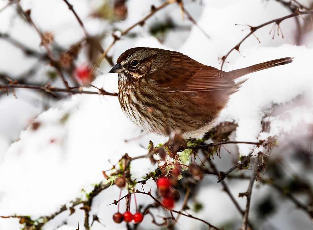 USA- Washington State- Sammamish. Sparrow on snow covered Crabapple tree art print by Darrell Gulin for $57.95 CAD