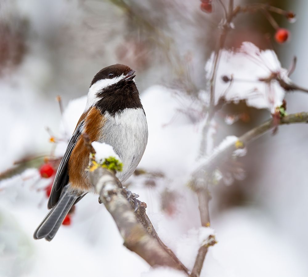 USA- Washington State- Sammamish. Chestnut Chickadee on snow covered Crabapple tree art print by Darrell Gulin for $57.95 CAD