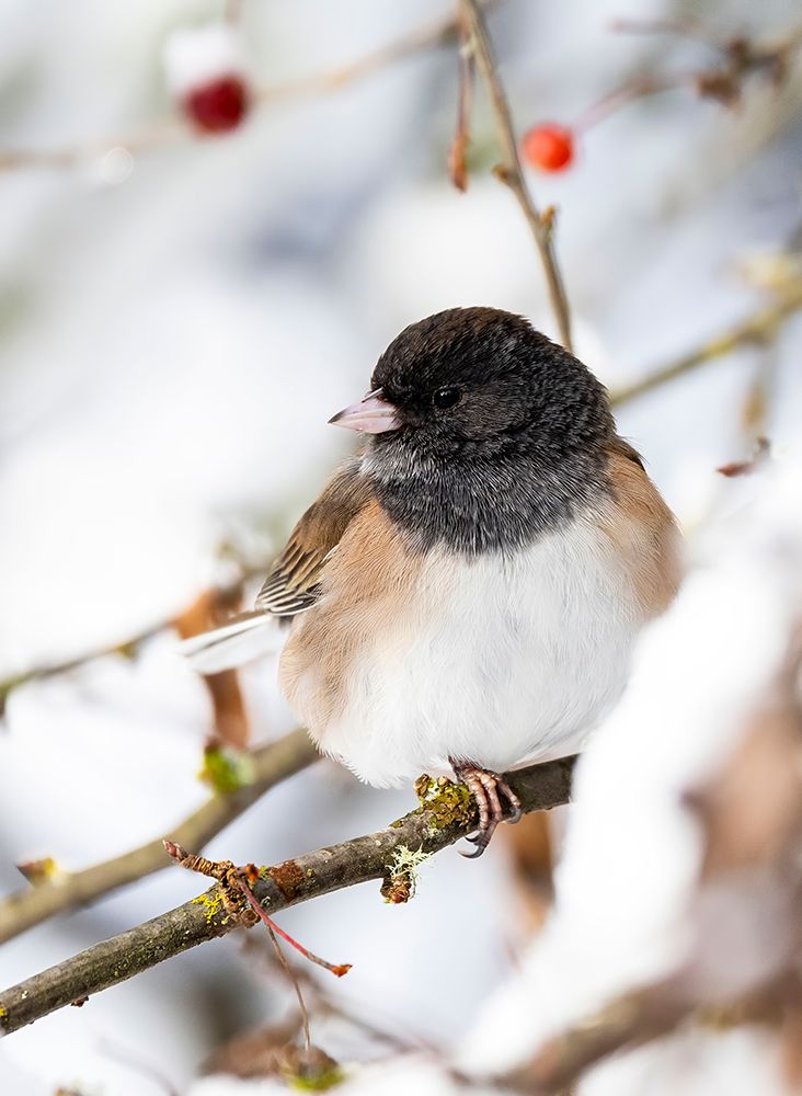 USA- Washington State- Sammamish. Junco on snow covered Crabapple tree art print by Darrell Gulin for $57.95 CAD