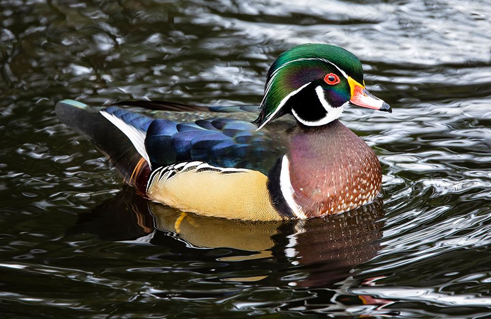 USA- Washington State- Sammamish. Yellow Lake with male drake wood duck art print by Darrell Gulin for $57.95 CAD