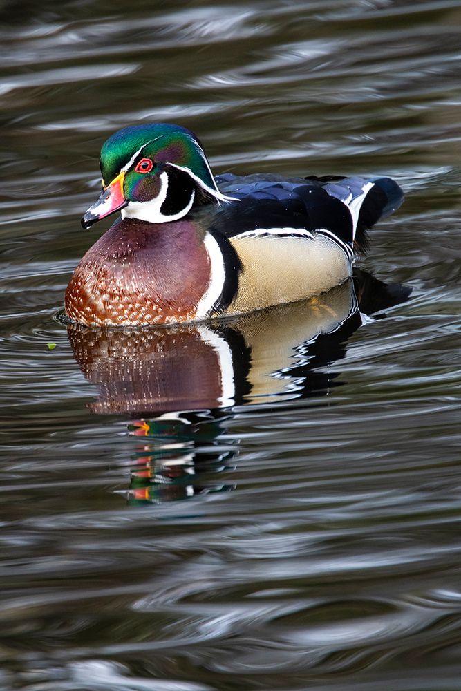 USA- Washington State- Sammamish. Yellow Lake with male drake wood duck art print by Darrell Gulin for $57.95 CAD