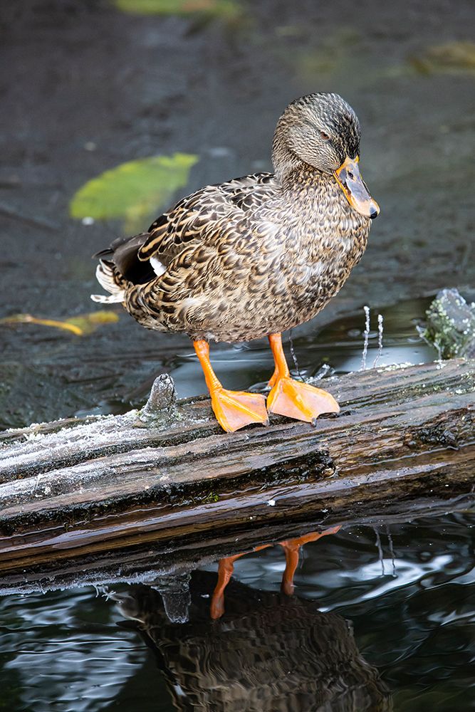 USA- Washington State- Sammamish. Yellow Lake with Female Mallard duck resting on floating log art print by Darrell Gulin for $57.95 CAD